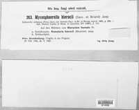 Mycosphaerella hieracii image